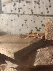 Leopardengecko mit Zubehör
