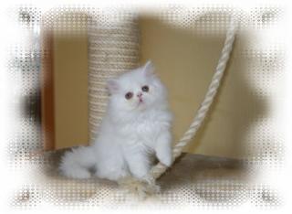 Perserkatzen Babys Reinrassig