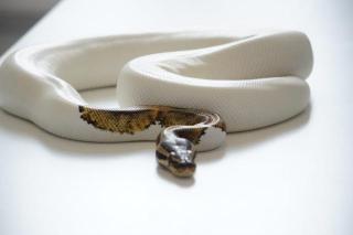 Königspython Piebald 0. 1 Weibchen