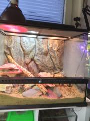 Stenodaktylus Petry mit Terrarium