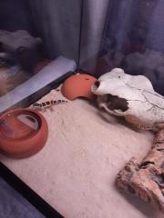 Leopardengeckos