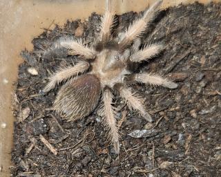 Weibliche Vogelspinnen mit Terrarien