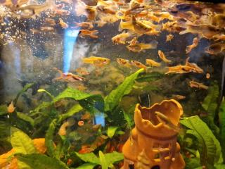 Guppy Fische