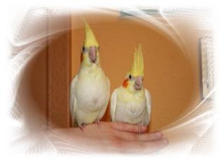 Nestjunge Handaufgezogene Nymphensittiche