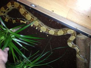 1. 0 Boa c. abzugeben