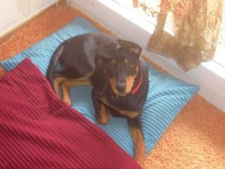 Mischlingshund sucht neues liebevolles zuhause