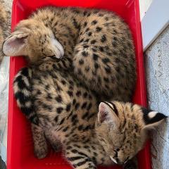 Karakal- und Serval-Kätzchen