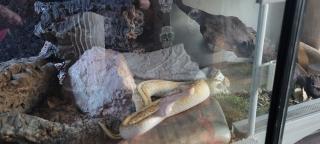 Königs python paar Männchen u Weibchen