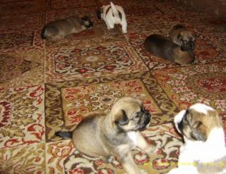 3 Super süsse Shih Tzu Mix Babys ab zu geben