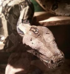 1. 1 Boa Constrictor Honduras