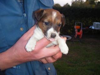 Jackrussel Welpen mit Erstimpfung Impfpass heute abzuholen