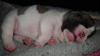 Französische bulldoggen welpen
