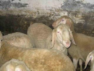 Bergschaf-Widder