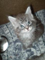 4 Maine Coon Musketier-Zwerge suchen.