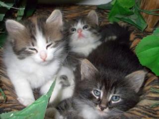 3 kleine Sibirische Katzen