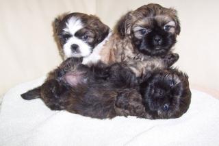 5 knuffige Shih Tzu Welpen suchen noch ein Zuhause