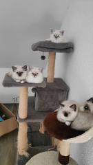 Heilige Birma Kitten - reinrassig, suchen ein liebevolles Zuhause