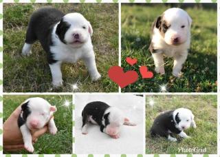 Australian Shepherd