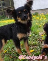 Chihuahuawelpe, Black and tan Langhaar