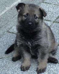 Schäferhundwelpen