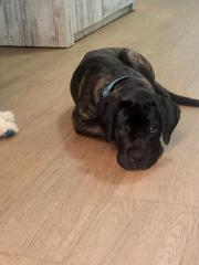 Canocorsa boxer mix