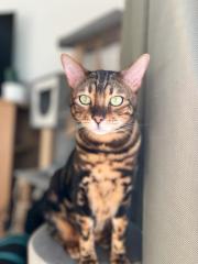 Zwei Bengal Kater Brüder abzugeben