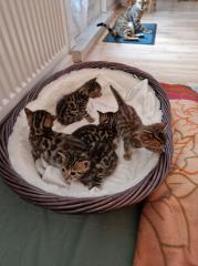 Reinrassige Bengalkitten abzugeben