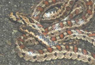 Leopardnatter