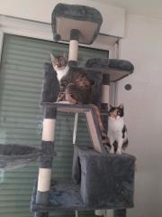 Katzen abzugeben