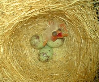 3 Kanarienvögel und 2 Vogelbauer abzugeben