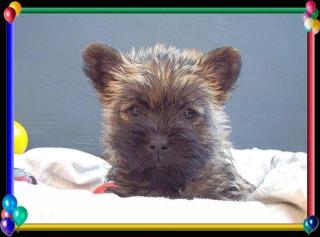 Cairn-Terrier von-der-iburg. einfach super