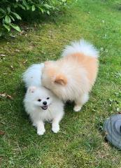 Pomeranian beide für 1500 Euro nur heute