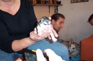 Husky-malamut welpen geb. am 18. 10. 2021