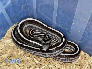 Kornnattern Nachzuchten 2022 - Anery Tessera Motley-x-Striped Sunkissed
