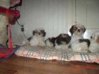 4 kleine Shih-Tzu mädels suchen neues zuhause
