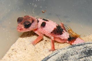 1. 0 Nephrurus cinctus, CB 2023, Rauer Knopfschwanzgecko