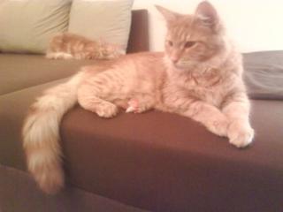 Zwei junge verschmuste Katzen an gute Hände abzugeben. Rote Maine Coon Schwa
