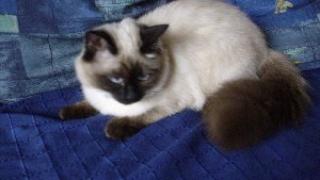 Heilige Birma-Thai Kitten