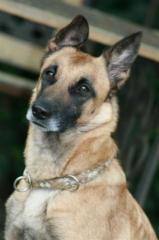 Shila liebenswerte Malinois Dame sucht liebenswerte Familie