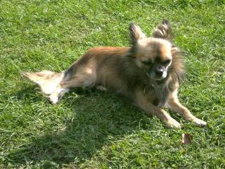 Chihuahua-Rüde