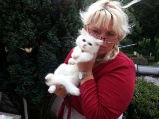 Schneeweißer reinrassiger Highlander/BLH Traumkater o. P. sucht Kuschelplatz auf