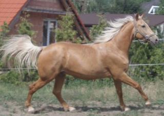Equus Kinsky