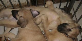 2 Kangalwelpen . suchen dringend