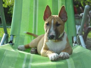 Miniature bullterrier mit FCI Papiere