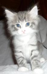 Wunderschöne Norweger Kitten mit pap. suche neues zu Hause