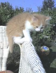 Roter Kater Britischkurzhaar/Perser