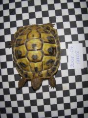 Griechische Landschildkröten