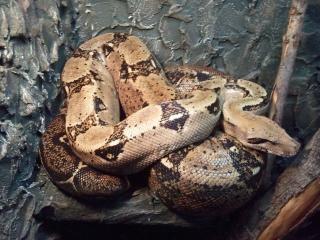 Boa. C. Imperator Honduras