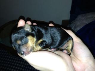 Yorkshire Terrier Toy Welpen 5 3 Hündinnen und 2 Rüden