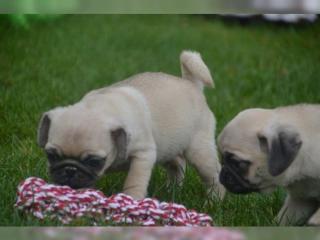 Perfekte Reinrassige Mops Welpen 10 Wochen Alt -